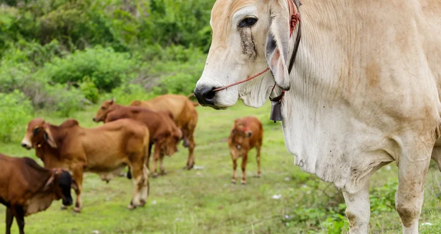 Wendell Berry said it best when he said that “eating is an agricultural act.” Our mission is to change the food system by providing a healthy, fresh alternative to industrial food.